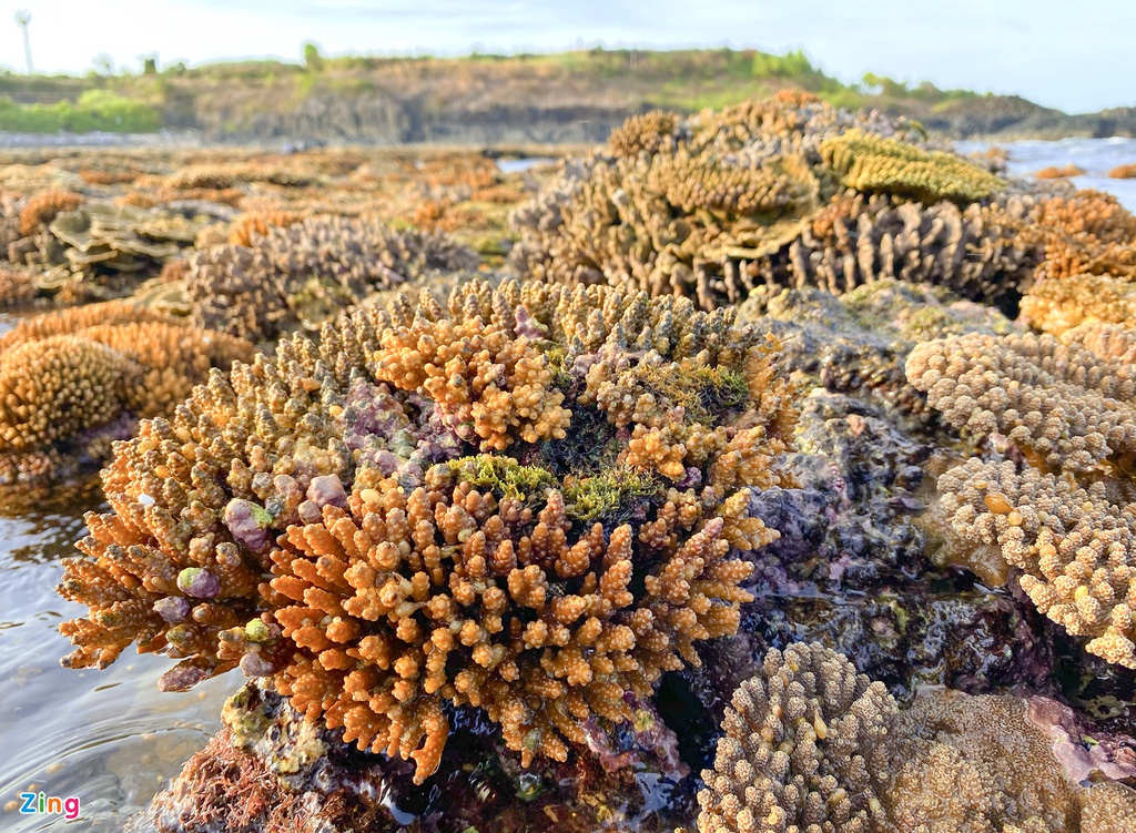 unique open air coral forest on the middle coast of vietnam